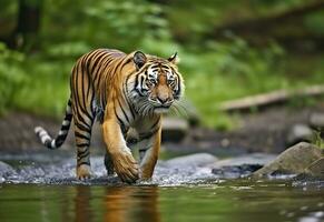 AI generated Amur tiger walking in the water. Dangerous animal.  Animal in a green forest stream. Generative AI photo