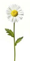 AI generated Common daisy isolated on white background. AI Generated photo