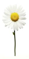 AI generated Common daisy isolated on white background. AI Generated photo