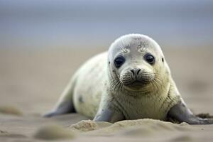 AI generated Harbor seal cub. AI Generated photo