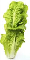 AI generated Lettuce isolated on white background. AI Generated photo