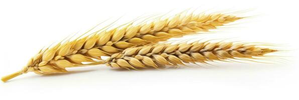 AI generated Wheat ears isolated on white background. AI Generated. photo