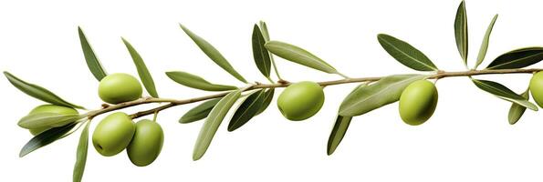 AI generated Olive tree branch, green olives and leaves on white background. AI Generated. photo