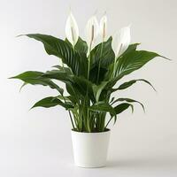 AI generated Peace Lily on a plain white background. AI Generated photo