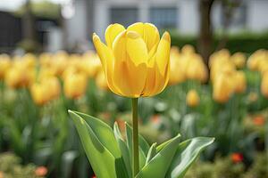 AI generated Yellow tulip in the garden. AI Generated photo