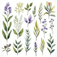 AI generated Collection of watercolor herbs clipart on white background. AI Generated photo