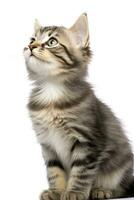 AI generated Playful funny kitten looking up isolated on a white background. AI Generated photo