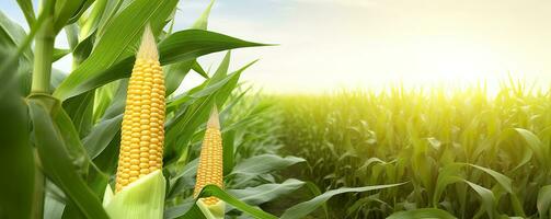 AI generated Closeup corn cobs in corn plantation field. Generative AI photo