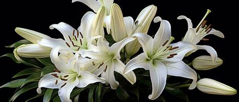 AI generated White lily flowers on black background. AI Generated photo