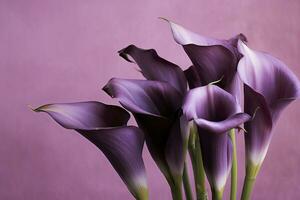 AI generated Bouquet of purple calla lilies against purple background.AI Generated photo