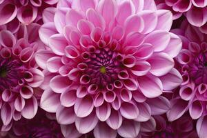 AI generated Dahlia flower background.  AI Generated. photo