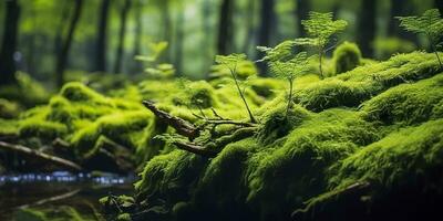 AI generated Green moss closeup, with a backdrop of woodland.  Forest in the national park. AI Generated photo