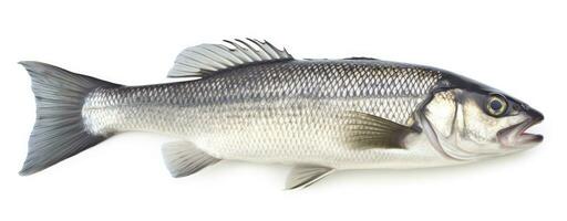 AI generated One fresh sea bass fish isolated on white background. AI Generated. photo