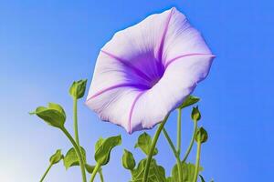 AI generated Morning Glory Flower with blue sky. AI Generated. photo