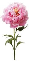 AI generated Peony isolated on white background. AI Generated photo