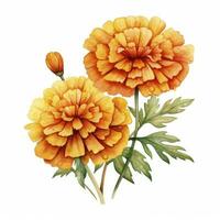 AI generated Watercolor autumn marigold flowers with raindrops on white background. AI Generated photo