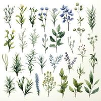 AI generated Collection of watercolor herbs clipart on white background. AI Generated photo