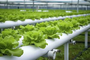 AI generated Hydroponic lettuce growing. AI Generated photo