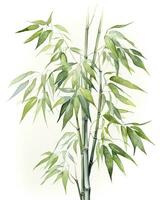 AI generated Watercolor bamboo clipart isolated on white background. AI Generated photo