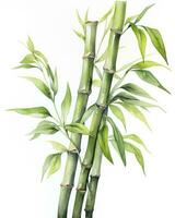 AI generated Watercolor bamboo clipart isolated on white background. AI Generated photo