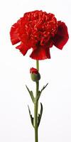 AI generated Red Carnation isolated on white background. AI Generated photo