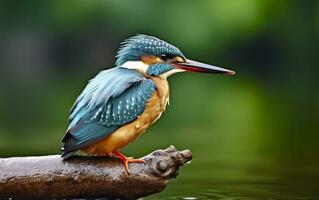 AI generated The common kingfisher wetlands bird colored feathers from different birds. Generative AI photo