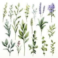 AI generated Collection of watercolor herbs clipart on white background. AI Generated photo