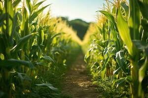 AI generated A path in the middle of a beautiful corn field in summer. Generated by artificial intelligence photo