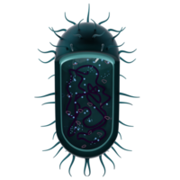 les bactéries 3d rendu icône isolé png