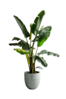 AI generated Houseplant in a pot PNG