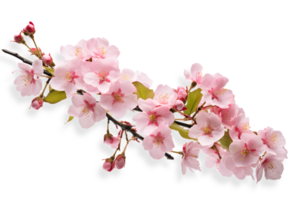 ai généré Cerise fleurs png