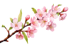 ai generato ciliegia fiori png