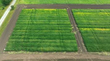 Drone view of green and yellow crop fields., Aerial View of Lush Crop Fields video