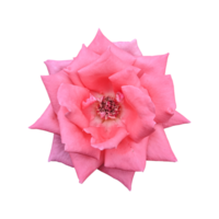 Orange Rose Blumen isoliert auf transparent Hintergrund png