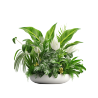 AI generated indoor plant in white pot on transparent background png