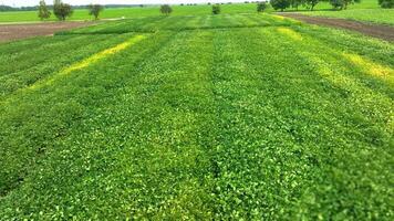 luxuriant soja champ aérien voir, aérien vue de dense vert soja cultures avec Piste lignes par le champ. video