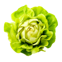ai generiert frisch Butterkopf Grüner Salat knackig, nahrhaft Grüns zum gesund Salate und Kochen png
