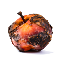 AI generated Decomposing Rotten Peach Unhealthy Eating Concept in Spoiled Fruit, Mold Growth png