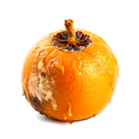 ai gegenereerd ontbindend verrot oranje ongezond aan het eten concept in verwend citrus, gietvorm groei png