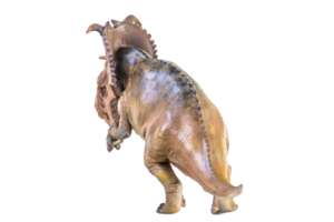 Pachyrhinosaurus Dinosaurier auf isoliert Hintergrund png