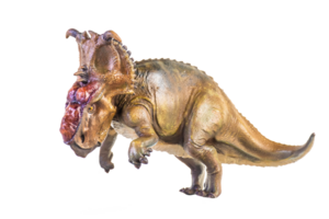 Pachyrhinosaurus dinosaur on isolated background png