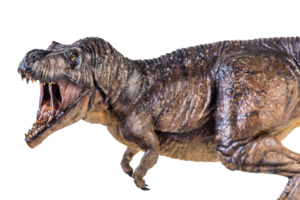 trex tyrannosaure dinosaure sur isolé Contexte png