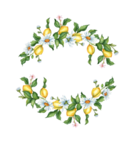 Watercolor illustration of a frame wreath of ripe, yellow, juicy lemons, flowers, buds and daisies. Tropical wreath isolated . Delicious food for design, print, fabric, background, poster png