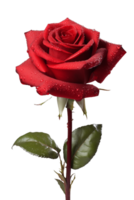 AI generated transparent image of rose flower with dew on it png