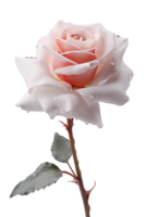 AI generated transparent image of rose flower with dew on it png