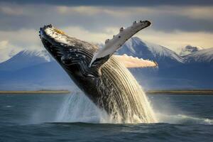AI generated Humpback whale in Patagonia, Argentina, South America, Humpback Whale Megaptera novaeangliae breaching near Husavik City in Iceland, AI Generated photo