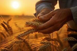 AI generated Close up of male hands holding ripe ears of wheat at sunset, Hand of a worker man taking wheat spikes at sunset, close-up, AI Generated photo