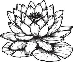 Lily pad water lily drawing, simple lily pad drawing, simple easy water lily drawing, water lily drawing top view, water lily vector art, illustration water lily vector