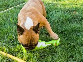 emociones de un adular francés buldog jugando con un nuevo juguete en un verde césped. foto