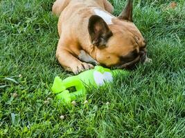 Emotions of a fawn French bulldog playing with a new toy on a green lawn. photo